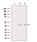 STBD1 Antibody in Western Blot (WB)