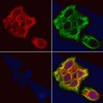 TMSB4X Antibody in Immunocytochemistry (ICC/IF)