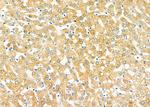 TMSB4X Antibody in Immunohistochemistry (Paraffin) (IHC (P))