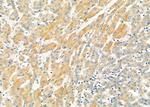 TMSB4X Antibody in Immunohistochemistry (Paraffin) (IHC (P))