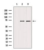 ATP6V1A Antibody in Western Blot (WB)