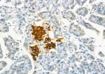 BAMBI Antibody in Immunohistochemistry (Paraffin) (IHC (P))