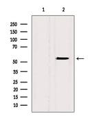 BAMBI Antibody in Western Blot (WB)