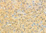 CNPY2 Antibody in Immunohistochemistry (Paraffin) (IHC (P))