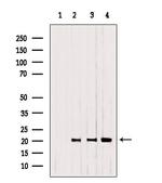 CNPY2 Antibody in Western Blot (WB)