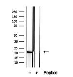 CNPY2 Antibody in Western Blot (WB)