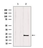 CNPY2 Antibody in Western Blot (WB)