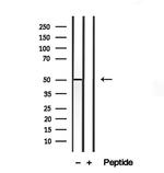 CRLS1 Antibody in Western Blot (WB)