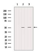 CRLS1 Antibody in Western Blot (WB)