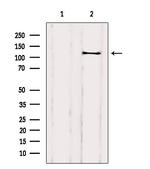 DAAM1 Antibody in Western Blot (WB)