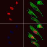 DOM3Z Antibody in Immunocytochemistry (ICC/IF)