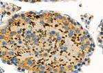 DOM3Z Antibody in Immunohistochemistry (Paraffin) (IHC (P))