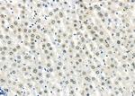 DOM3Z Antibody in Immunohistochemistry (Paraffin) (IHC (P))