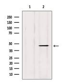 DOM3Z Antibody in Western Blot (WB)