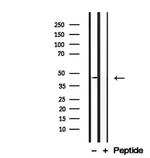 DOM3Z Antibody in Western Blot (WB)