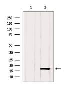 GMFG Antibody in Western Blot (WB)