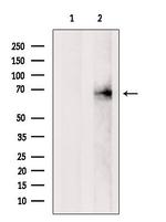 GPD2 Antibody in Western Blot (WB)