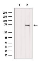 GPD2 Antibody in Western Blot (WB)