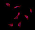 INSIG1 Antibody in Immunocytochemistry (ICC/IF)