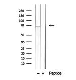 INSIG1 Antibody in Western Blot (WB)