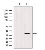 INSIG1 Antibody in Western Blot (WB)