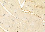 NCKAP1 Antibody in Immunohistochemistry (Paraffin) (IHC (P))