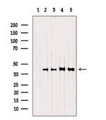 NSDHL Antibody in Western Blot (WB)