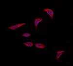 OBFC2A Antibody in Immunocytochemistry (ICC/IF)