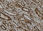 OBFC2A Antibody in Immunohistochemistry (Paraffin) (IHC (P))