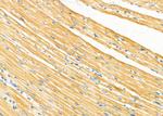 OPHN1 Antibody in Immunohistochemistry (Paraffin) (IHC (P))