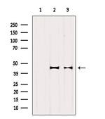 OXA1L Antibody in Western Blot (WB)