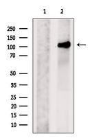 PACS2 Antibody in Western Blot (WB)