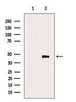 PAFAH2 Antibody in Western Blot (WB)