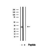 PMM2 Antibody in Western Blot (WB)