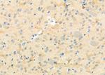 RBBP9 Antibody in Immunohistochemistry (Paraffin) (IHC (P))