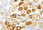 SHMT1 Antibody in Immunohistochemistry (Paraffin) (IHC (P))