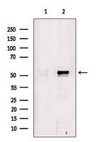 SHMT1 Antibody in Western Blot (WB)