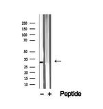 VDAC3 Antibody in Western Blot (WB)