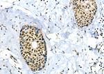 BCL9 Antibody in Immunohistochemistry (Paraffin) (IHC (P))