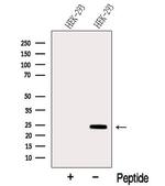 SIKE Antibody in Western Blot (WB)