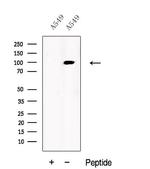 USP5 Antibody in Western Blot (WB)