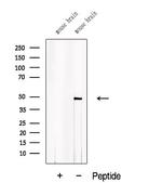 ACTR10 Antibody in Western Blot (WB)