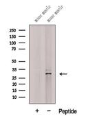 C19orf52 Antibody in Western Blot (WB)