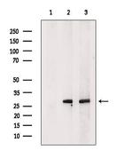 C19orf52 Antibody in Western Blot (WB)