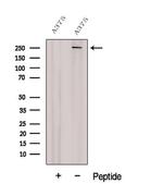 NG2 Antibody in Western Blot (WB)