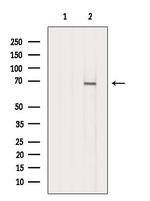 DARS2 Antibody in Western Blot (WB)