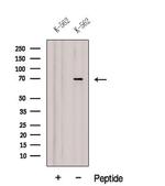 DARS2 Antibody in Western Blot (WB)