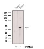 GNAQ Antibody in Western Blot (WB)