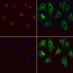 GSTO2 Antibody in Immunocytochemistry (ICC/IF)