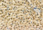 GSTO2 Antibody in Immunohistochemistry (Paraffin) (IHC (P))